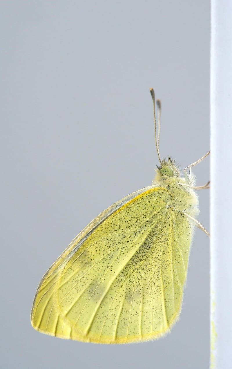 Butterfly Effect Image
